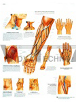 Blood Vessels & Nerve Pathways - Anatomical Chart